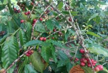 Photo of Panen Melimpah, Desa Segala Anyar Penghasil Kopi Robusta dan Arabika